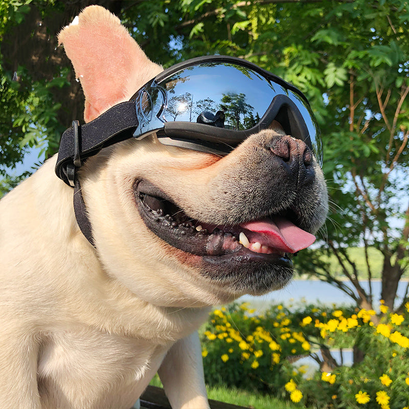 Haustier-Sonnenbrillen, winddichte Hundebrillen, Zubehör, Schutzbrillen